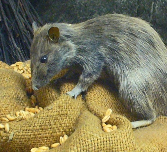 Por que comer ratos não é seguro para a população? - Quora