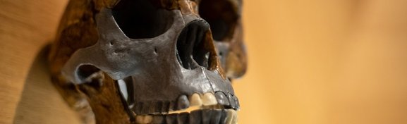 Imagem de Homo sapiens: como chegamos até aqui? no megacurioso