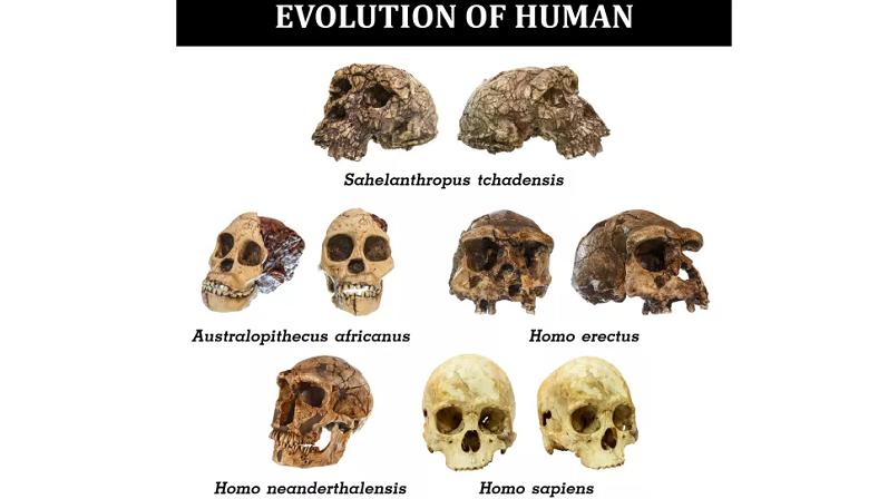 O tamanho dos crânios são uma das características que diferenciam as espécies. (Fonte: Shutterstock/Puwadol)