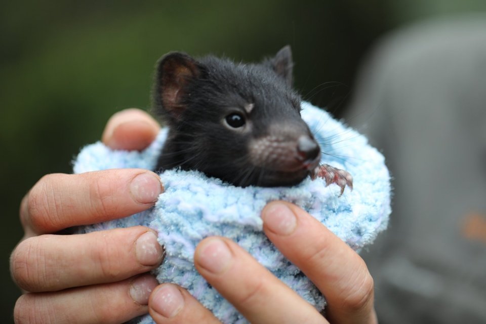 Diabo da Tasmânia ou diabo animais recheados em segunda mão durante 18 EUR  em Salamanca na WALLAPOP