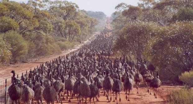 Ô + Imagens Vídeos Quem ganhou Aus Sobre Guerra aos Emus, também