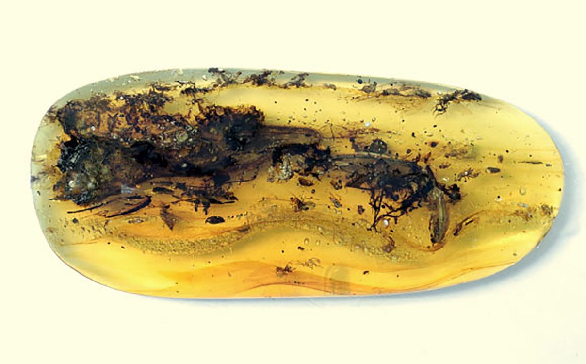 Tomografias computadorizadas do Oculudentavis naga fossilizado mostram escamas, pele e tecidos moles do espécime. (Fonte: Stephanie Abramowicz/Peretti Museum Foundation/Reprodução)