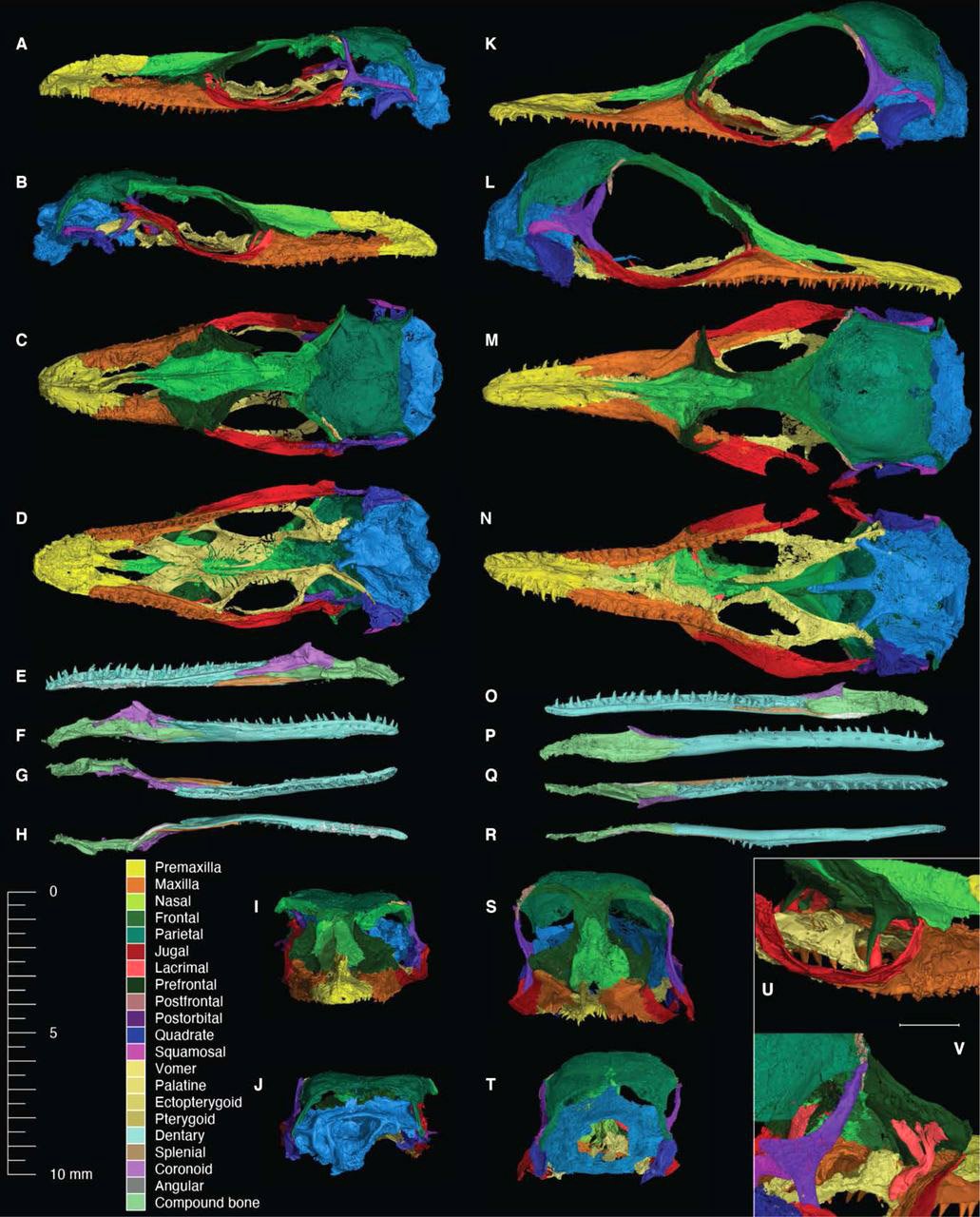 Comparação dos dois espécimes de Oculudentavis, cada osso segmentado digitalmente. (Fonte: Bolet et al./Divulgação)
