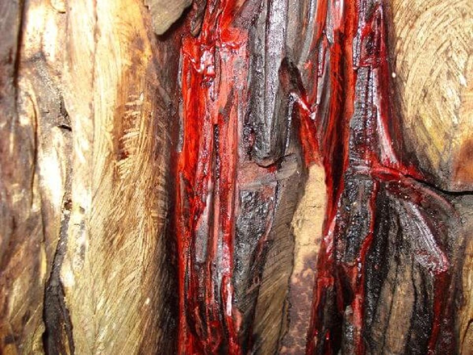 O tom avermelhado extraído da resina presente no pau-brasil era utilizado para tingir tecidos na Europa. (Fonte: Brasil Escola/Reprodução)