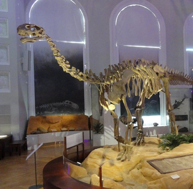 Esqueleto de um shunossauro. (Fonte: Wikimedia Commons)