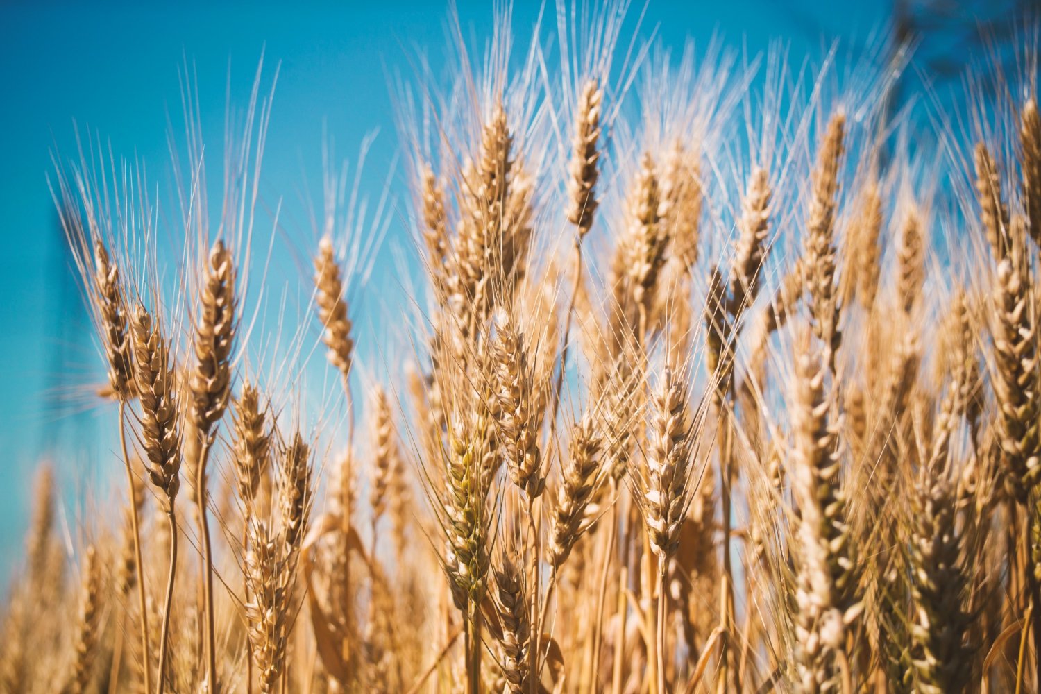 O trigo só pode ser consumido porque é processado (Imagem: Freepik)
