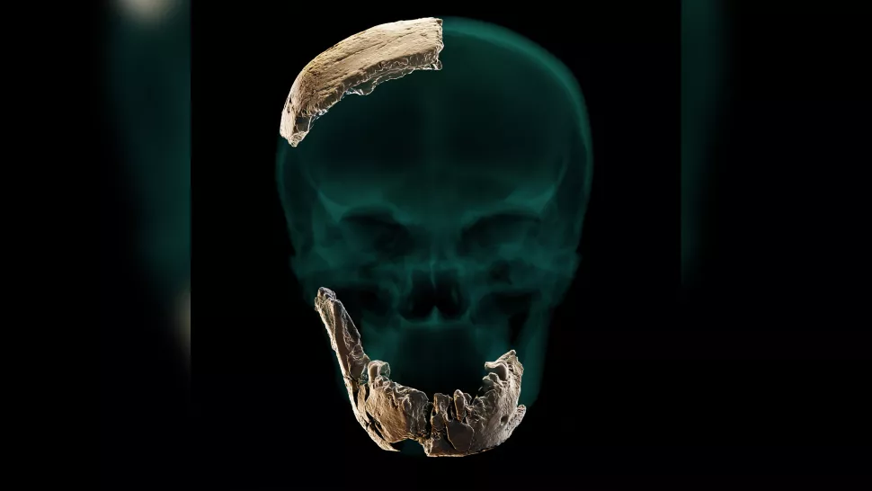 Hominídeos tinham dentes grandes e pouco queixo (Imagem: Universidade de Tel-Aviv)
