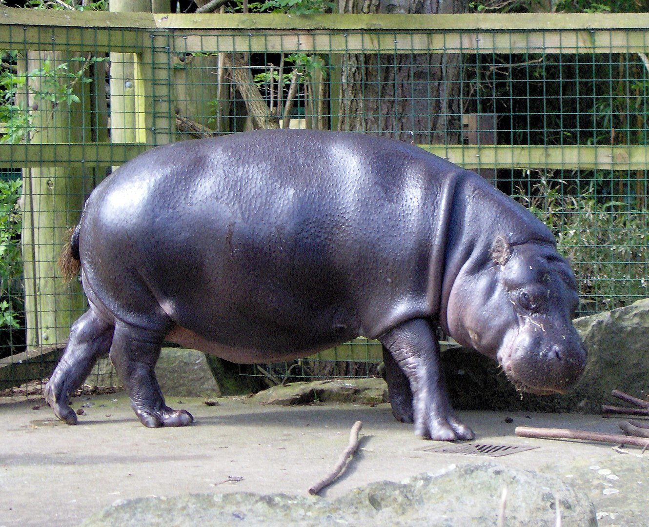 O hipopótamo pigmeu é a segunda, menor e menos conhecida espécie (Imagem: Wikimedia Commons)