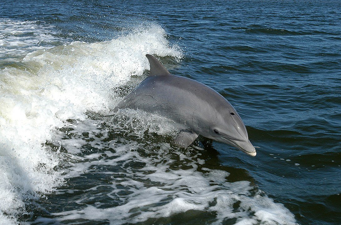 Os golfinhos e outros cetáceos são "parentes" dos hipopótamos na evolução (Imagem: Wikimedia Commons)
