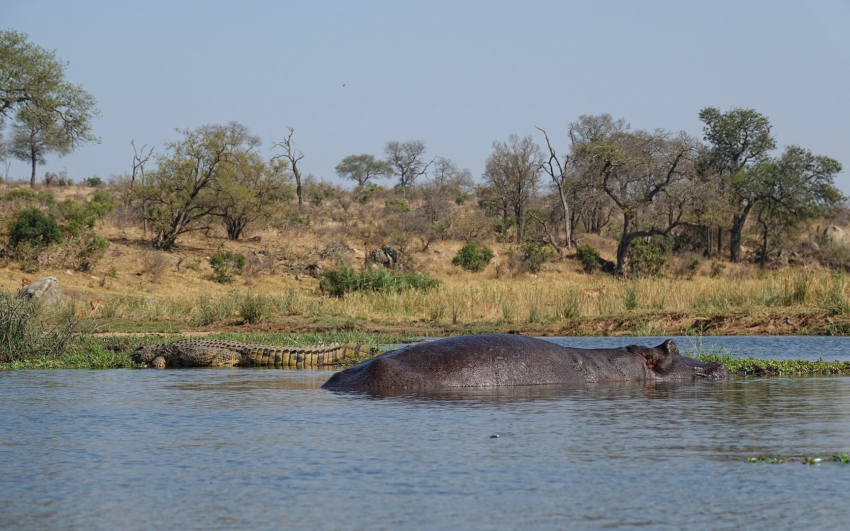Os hipopótamos passam a maior parte de seus dias semi-submersos (Imagem: Wikimedia Commons)