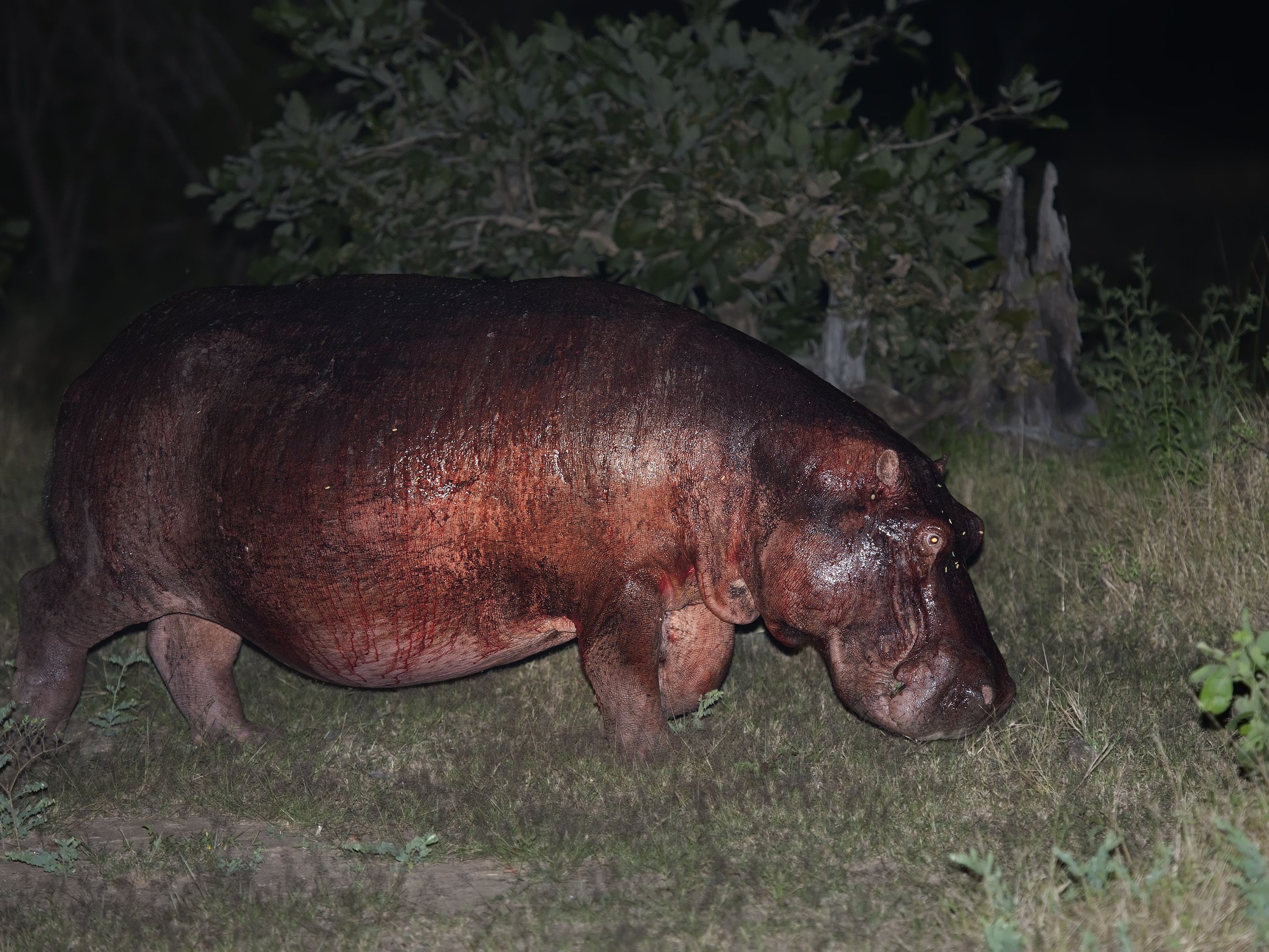 O chamado "suor de sangue" dos hipopótamos não é suor, nem sangue (Imagem: ThoughtCo/Reprodução)