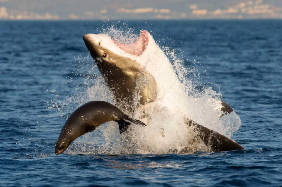 Tubarões-brancos caçam animais maiores, como focas e tartarugas marinhas — uma alimentação relativamente difícil de se dar a um animal em cativeiro. (Fonte: So Cientifica/Reprodução)