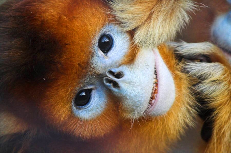 Conheça o macaco-dourado-de-nariz-arrebitado, ameaçado de extinção - Mega  Curioso