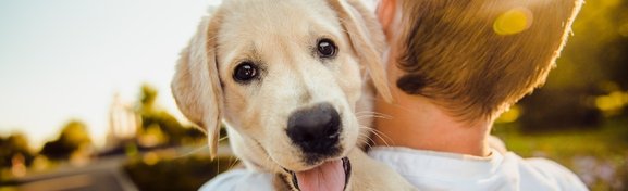 Imagem de Qual raça de cachorro combina mais com o seu signo? no megacurioso