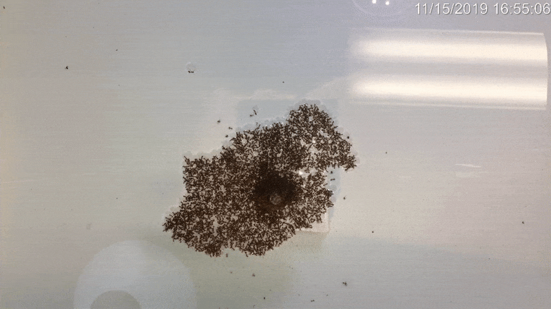 As formigas de fogo criam uma balsa flutuante, com formigas na base e outras livres que vão criando um caminho de fuga até a superfície seca. (Fonte: grupo de pesquisa Vernerey, University of Colorado Boulder/Reprodução)