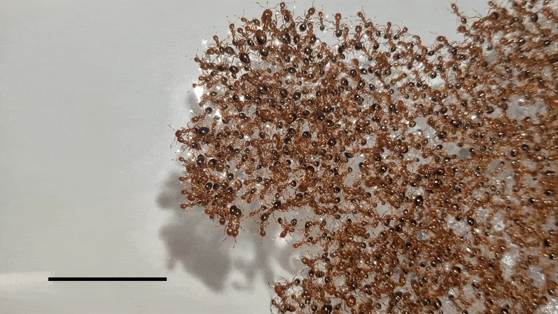 Com estudo realizado, foi possível entender como as formigas se agrupam para fugir da água. Fonte: grupo de pesquisa Vernerey, University of Color)ado Boulder/Reprodução