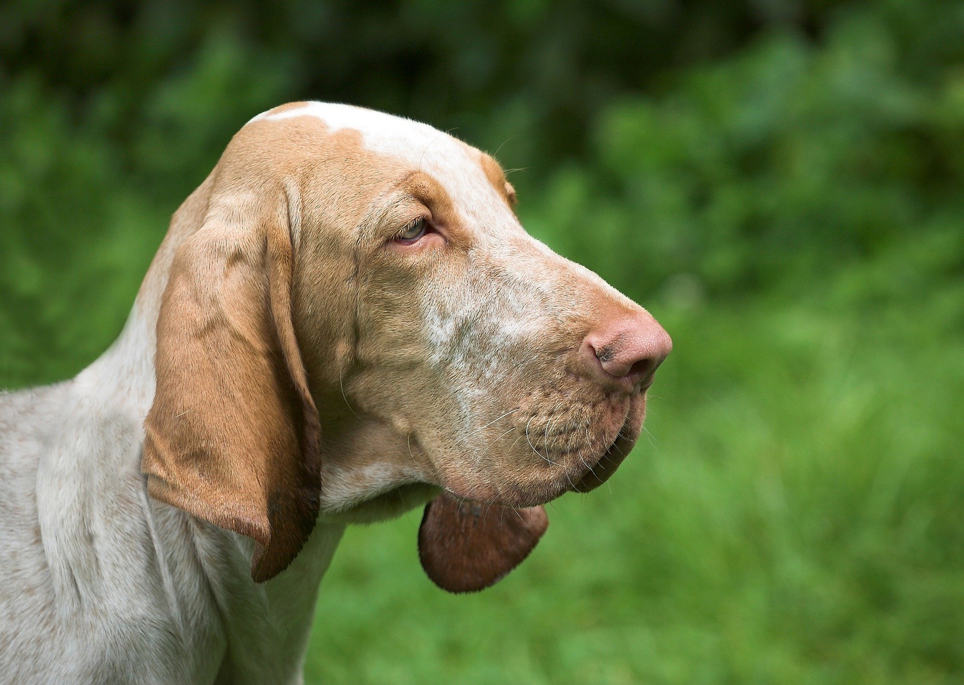 Cães com nariz comprido: conheça 4 raças - Mega Curioso