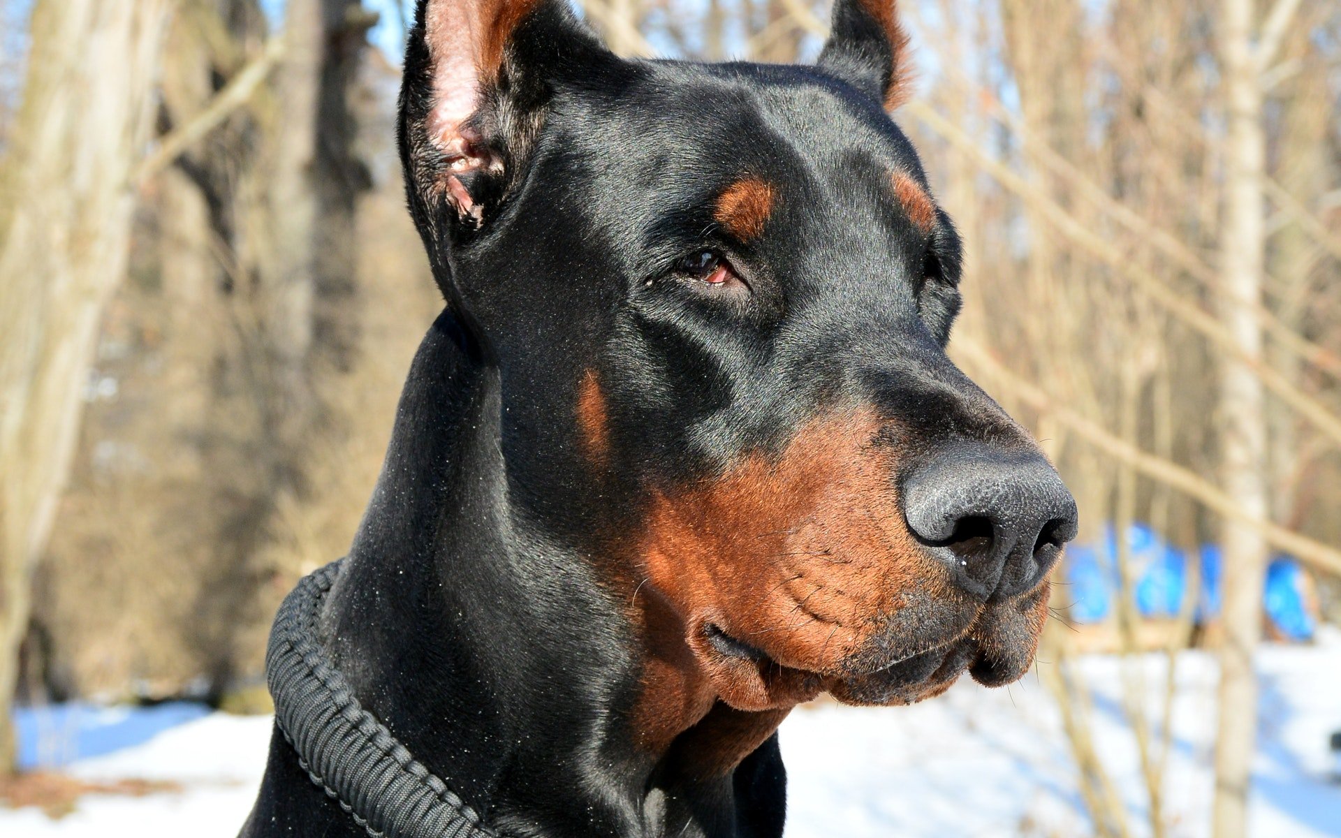 Dobermanns podem ser considerados oficialmente 