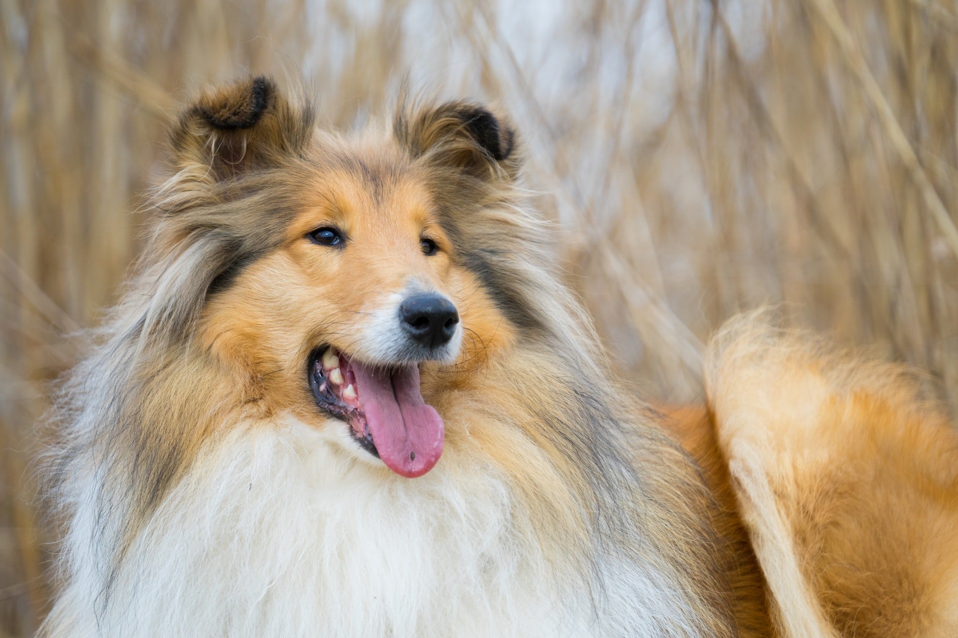 Cães com nariz comprido: conheça 4 raças - Mega Curioso