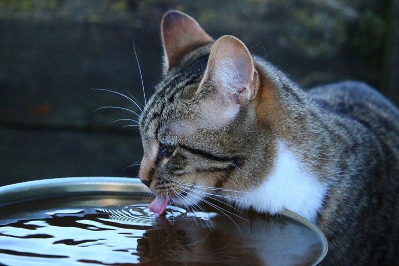 Estimule o seu gato a beber bastante água durante os dias quentes. (Fonte:Pixabay/Reprodução)