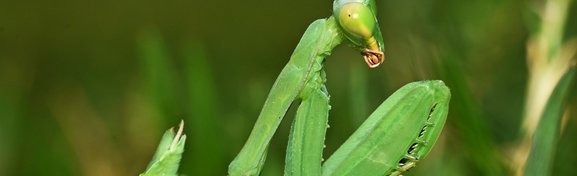 Imagem de 6 dos tipos de sexo mais bizarros na natureza no megacurioso