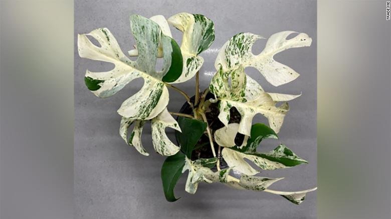 A Rhaphidophora tetrasperma é uma planta relativamente rara, mas com as folhas brancas é mais rara ainda