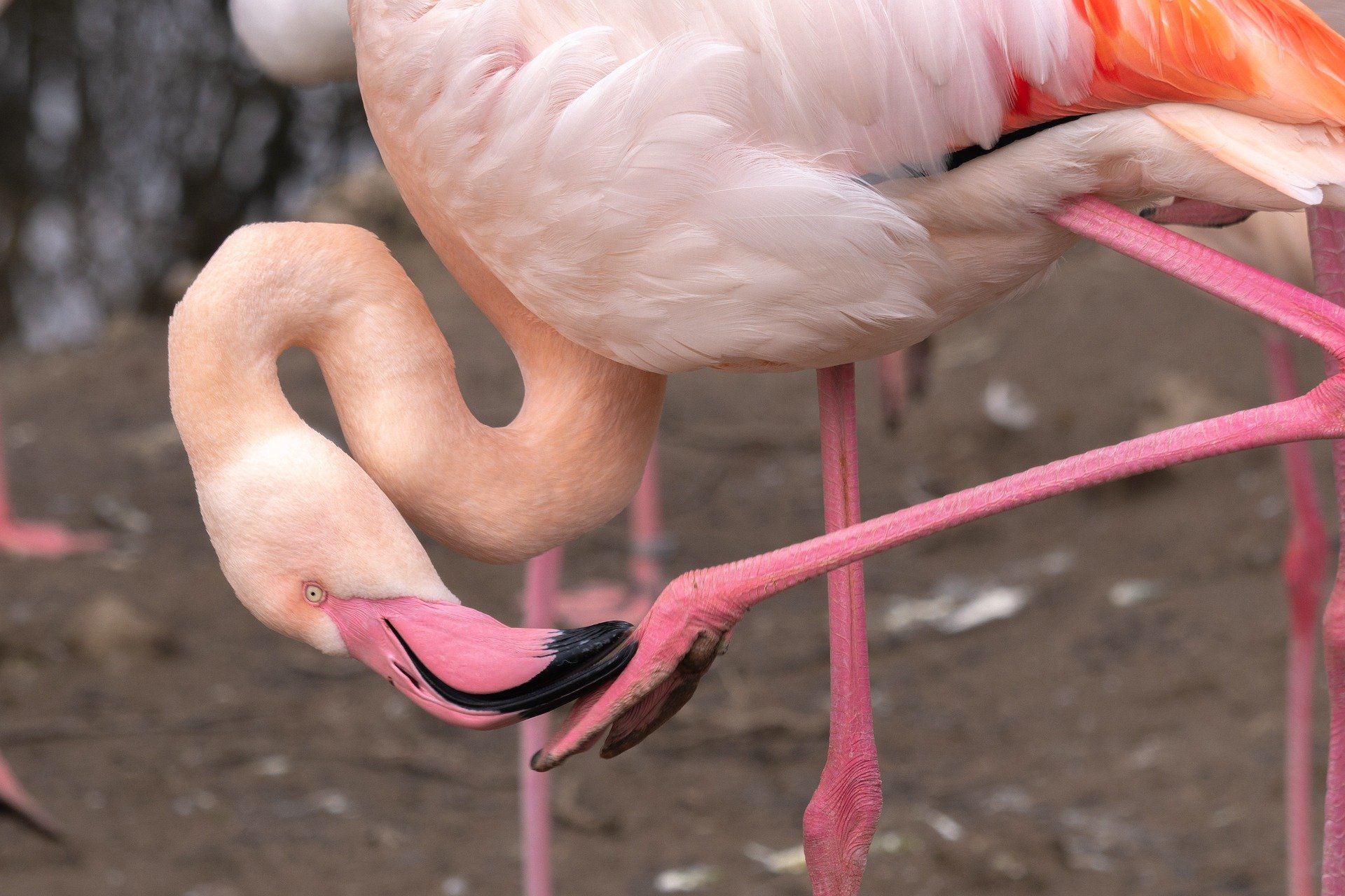Difícil de explicar, preferência de flamingos por se apoiar em uma das pernas tem mais de um fator possível. (Fonte: Pixabay)