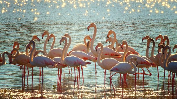 Fatores externos podem ser algumas das razões principais para hábitos dos flamingos. (Fonte: Pixabay)