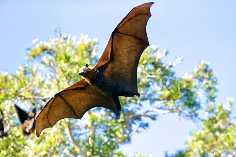 Os morcegos são importantes na polinização e também são predadores de várias espécies. (Fonte: Pixabay/Reprodução)