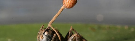 Imagem de Ophiocordyceps: o fungo que controla a mente das formigas no megacurioso