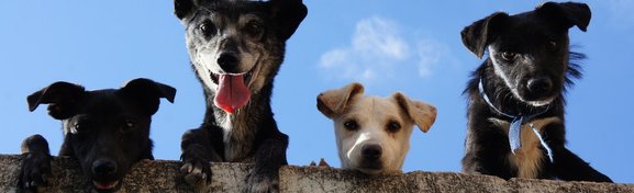 Imagem de Como os cães se tornaram os melhores amigos das pessoas? no megacurioso