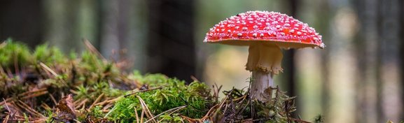 Imagem de As 6 espécies de cogumelos mais bizarras do mundo no megacurioso