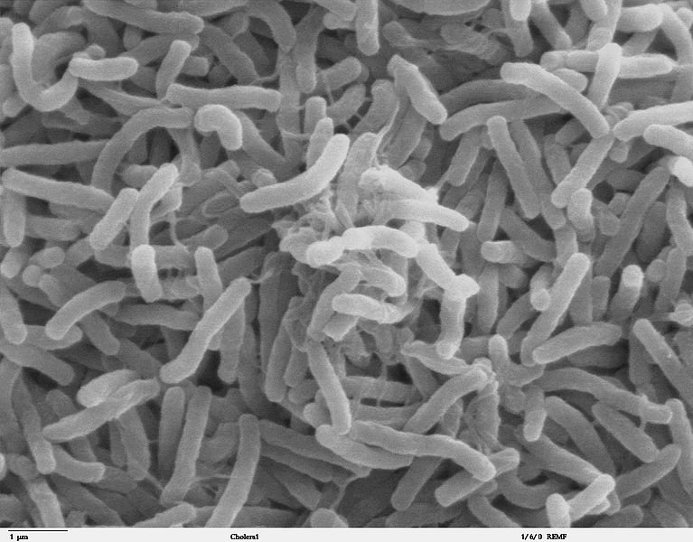 Bactéria da Cólera