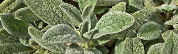Imagem de 7 PANCs excelentes para cultivar em casa no megacurioso