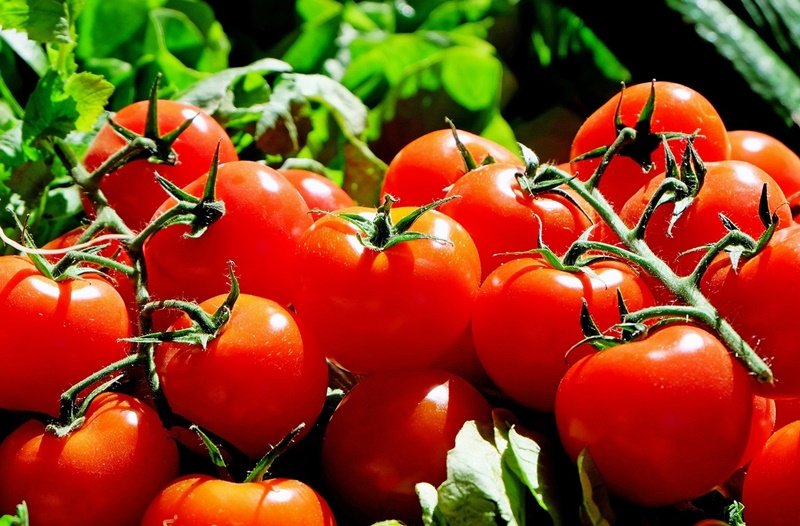 Tomates vermelhos e com o talo são os mais indicados. (Fonte: Pixabay)