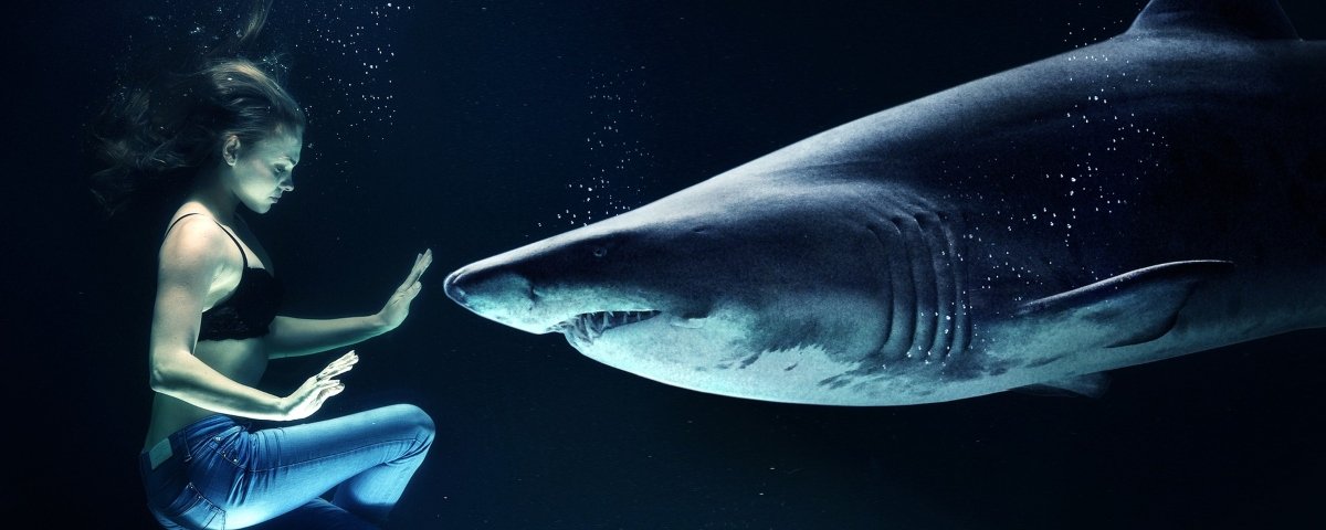 REQUIEM SHARK definição e significado