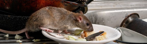 Imagem de 4 coisas bizarras que a Anvisa tolera nos alimentos no megacurioso
