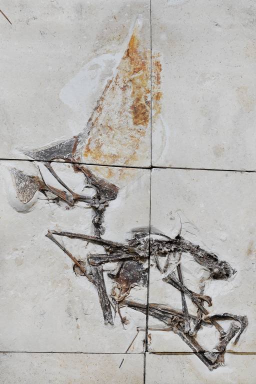 O fóssil é formado por seis placas de pedra que, juntas, incluem crânio e esqueleto do bicho