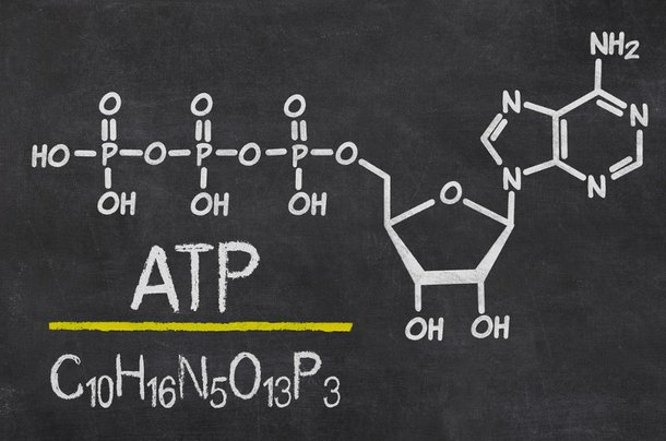 A molécula de ATP é constituída por uma ribose ligada à adenina e três grupos fosfato em série.