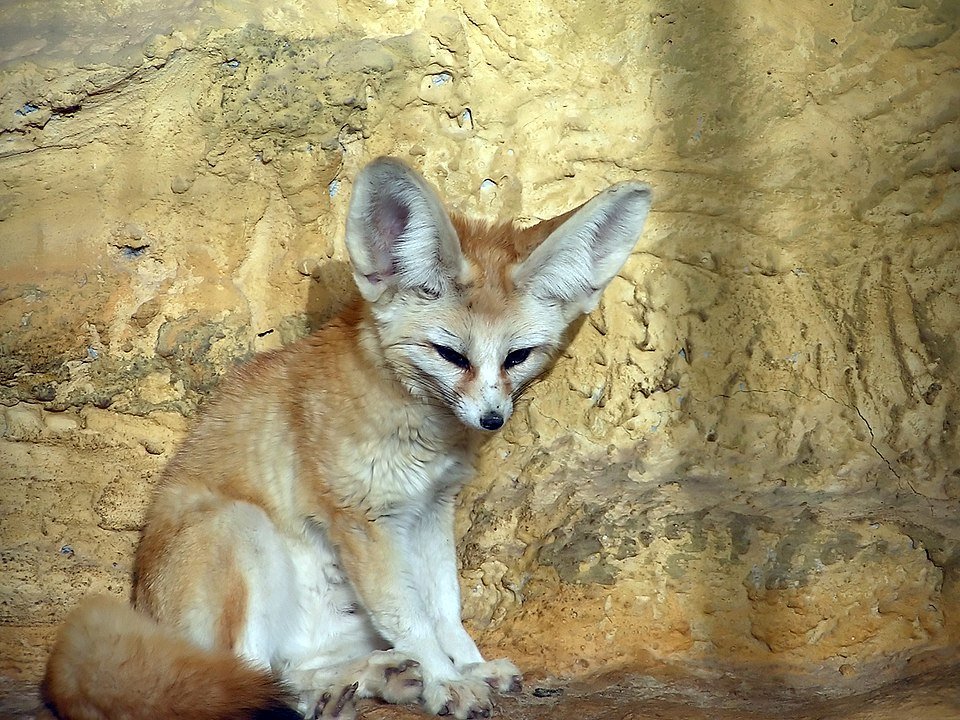 Conheça o marsupial que se parece com um rato e voa igual a um