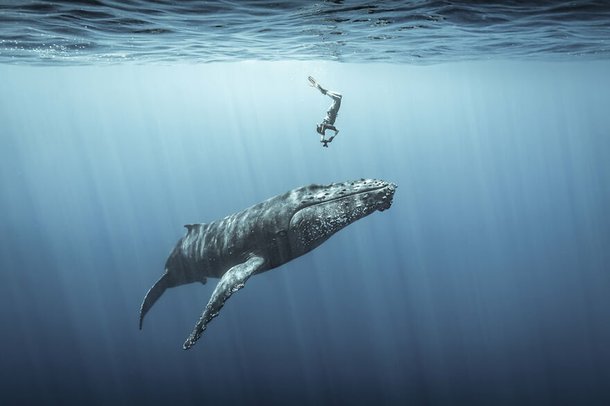 (Fonte: Sebastien Pontoizeau - Ocean Photography Awards / Reprodução)