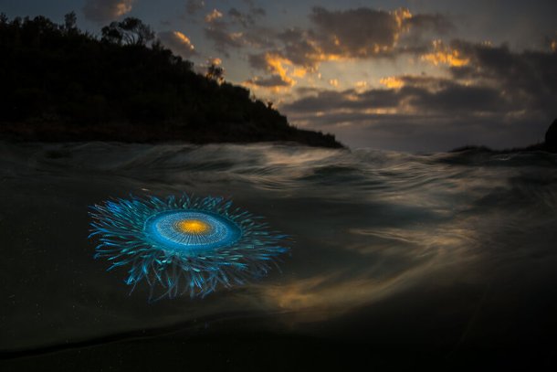 (Fonte: Matty Smith - Ocean Photography Awards / Reprodução)