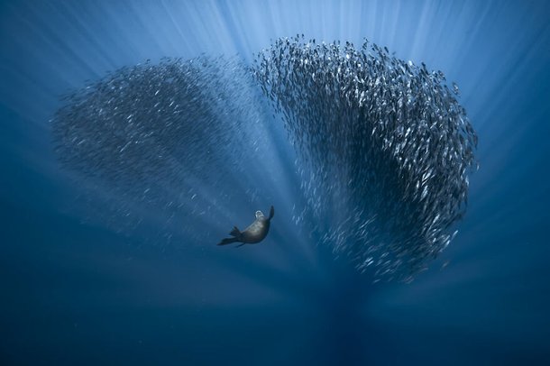 (Fonte: Fabrice Guerin - Ocean Photography Awards / Reprodução)