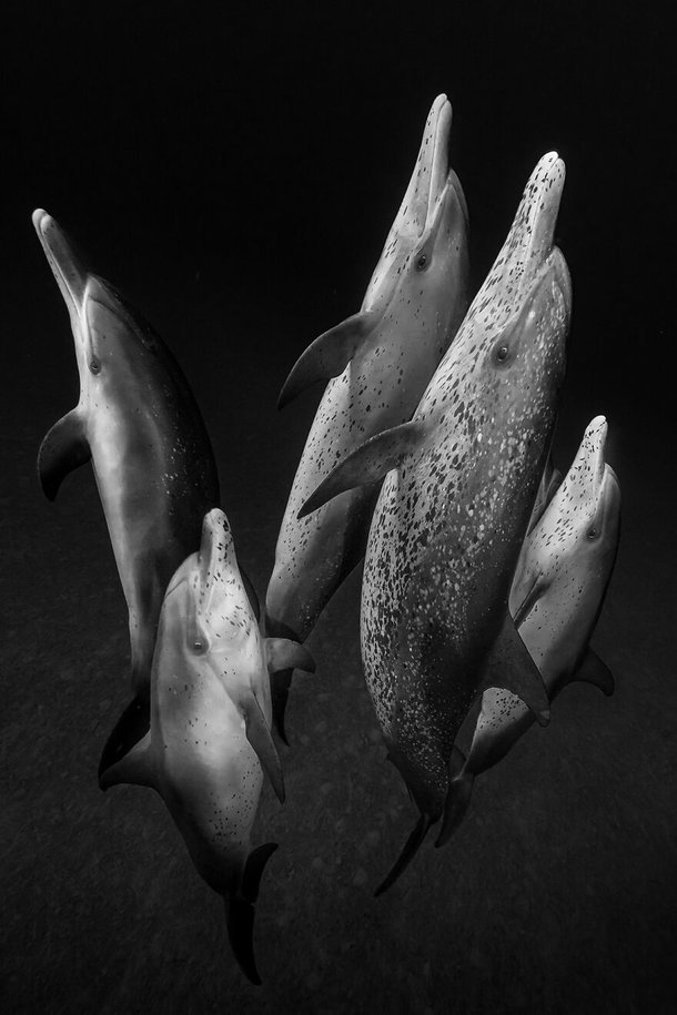 (Fonte: Galice Hoarau - Ocean Photography Awards / Reprodução)