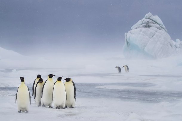 (Fonte: Nadia Aly - Ocean Photography Awards / Reprodução)