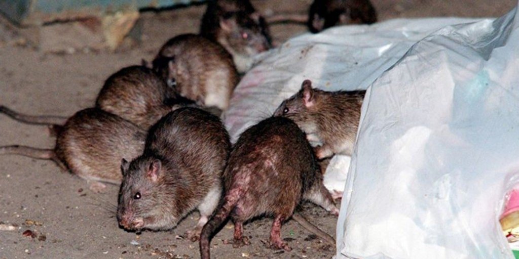 Infestação de ratos piora em Nova York 