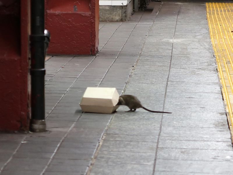 O Fim de Nova York? Montanhas de Lixo, Invasão de Ratos e 