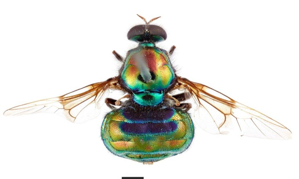 Espécie Opaluma rupaul recebeu esse nome por seu visual colorido metálico (Imagem: CSIRO/Reprodução)