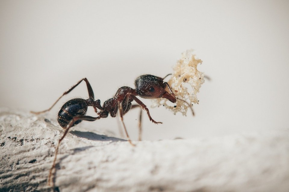 Cordyceps: Sabia que o fungo “zumbi” de The Last of Us existe na vida real?