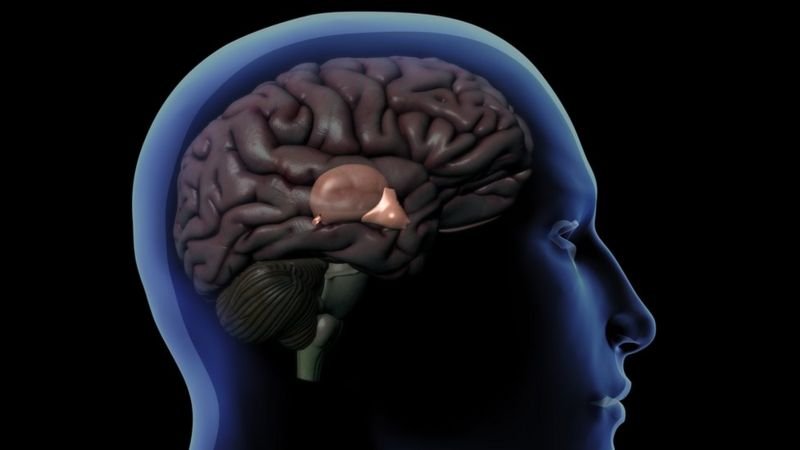 Desenho de um cérebro humano mostrando a glândula pineal atrás do hipotálamo
